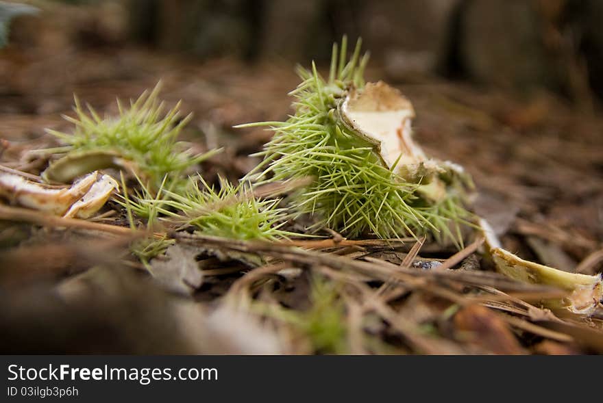 Empty Conker shell in the undergrowth