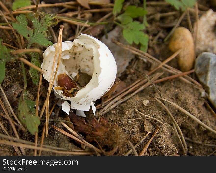 Empty bird shell in undergrowth. Empty bird shell in undergrowth