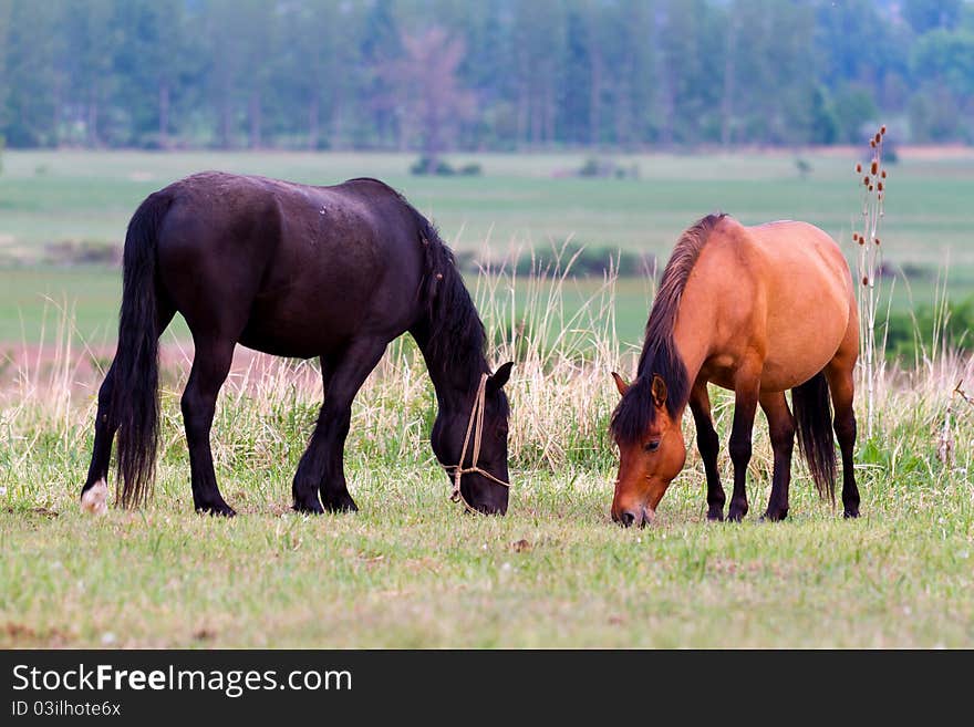 Beautiful young brown horses grazing in the meadow