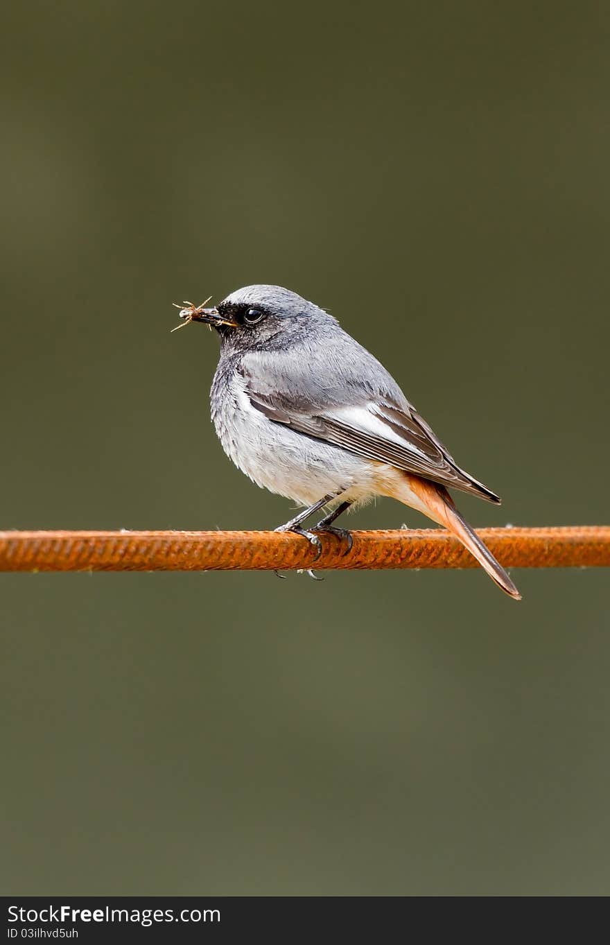 Cute phoenicurus bird hunting a spider