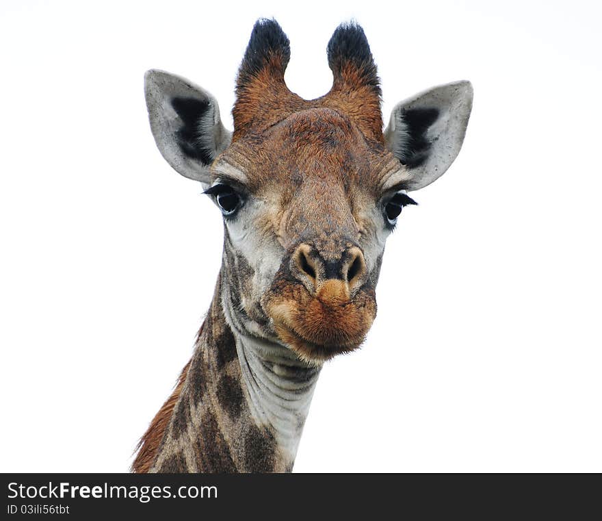 A Giraffe Portrait taken in South Africa. A Giraffe Portrait taken in South Africa