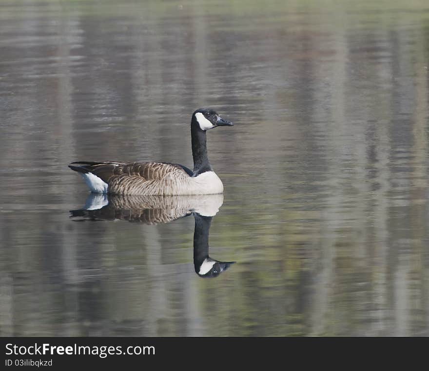 A Canadian goose swimming with a nice mirror image. A Canadian goose swimming with a nice mirror image