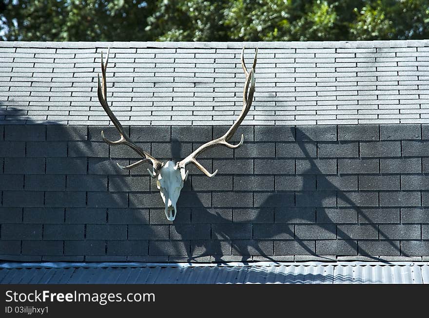 Elk Skull on Cabin