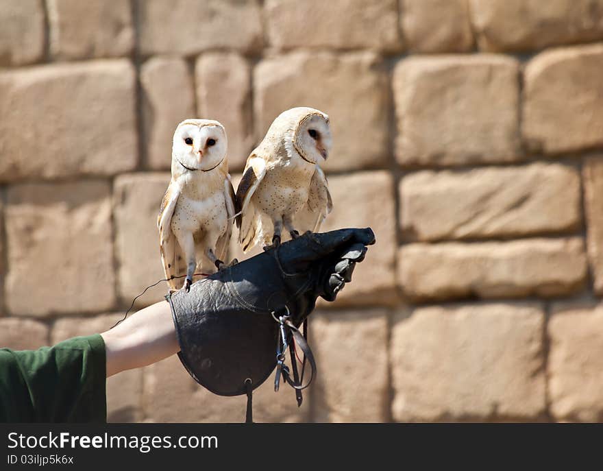 Barn Owl (Tyto Alba)