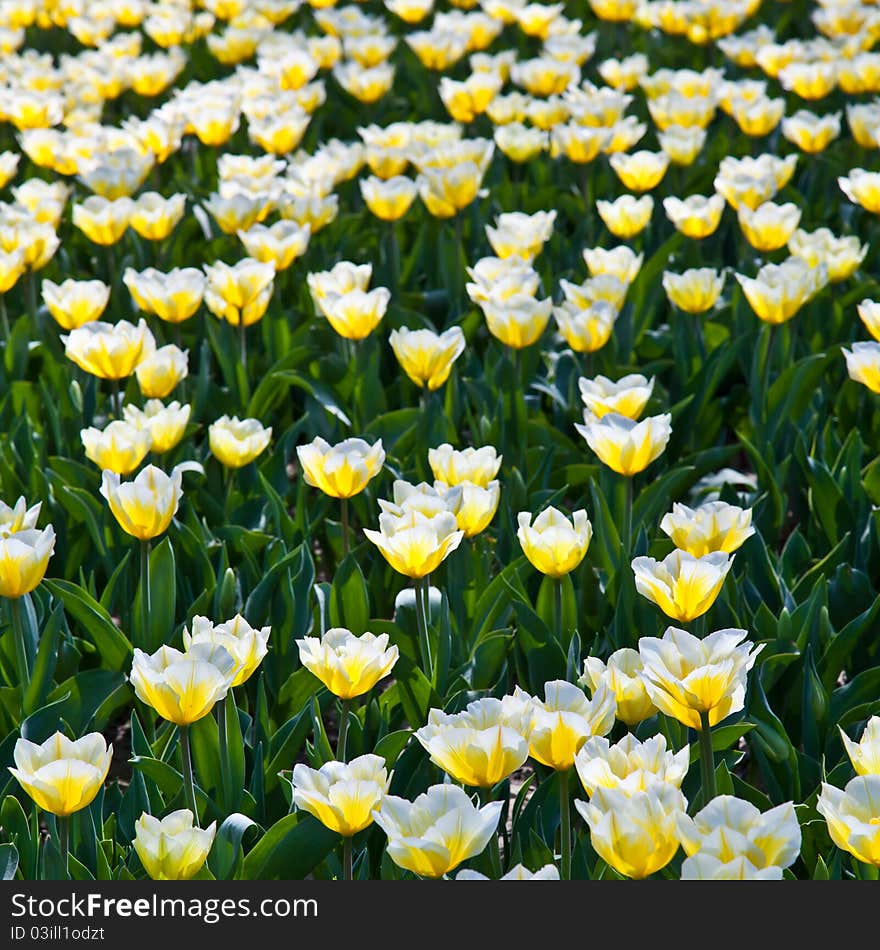 Tulips - Jaap Groot Varieties