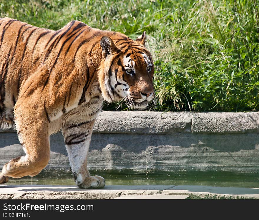 Walking tiger (Panthera Tigris)