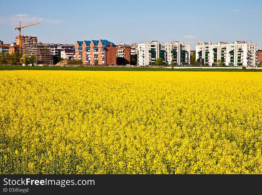 Field of yellow flowers in spring season close to the border of the city. Field of yellow flowers in spring season close to the border of the city