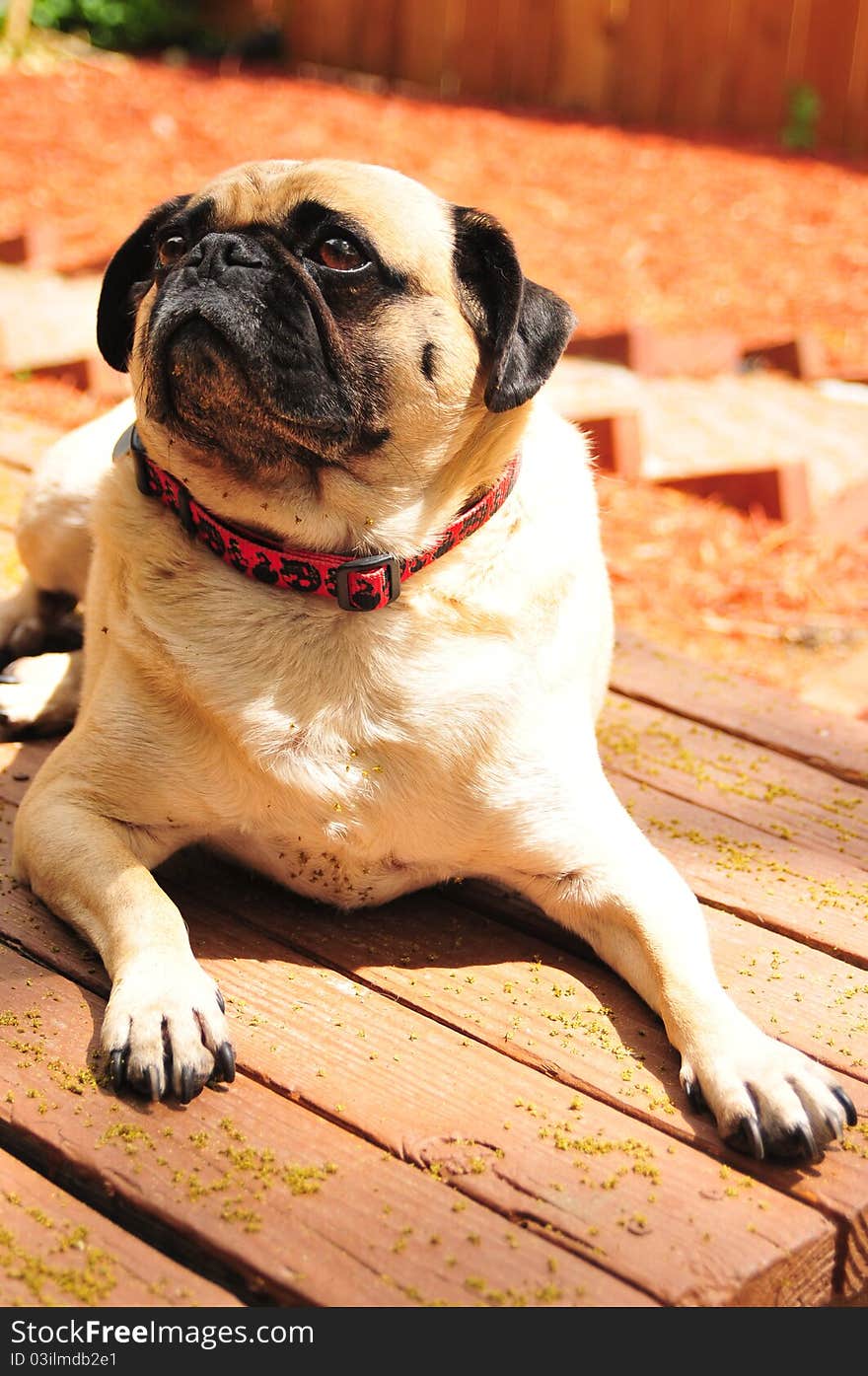 Pug PortraitIII