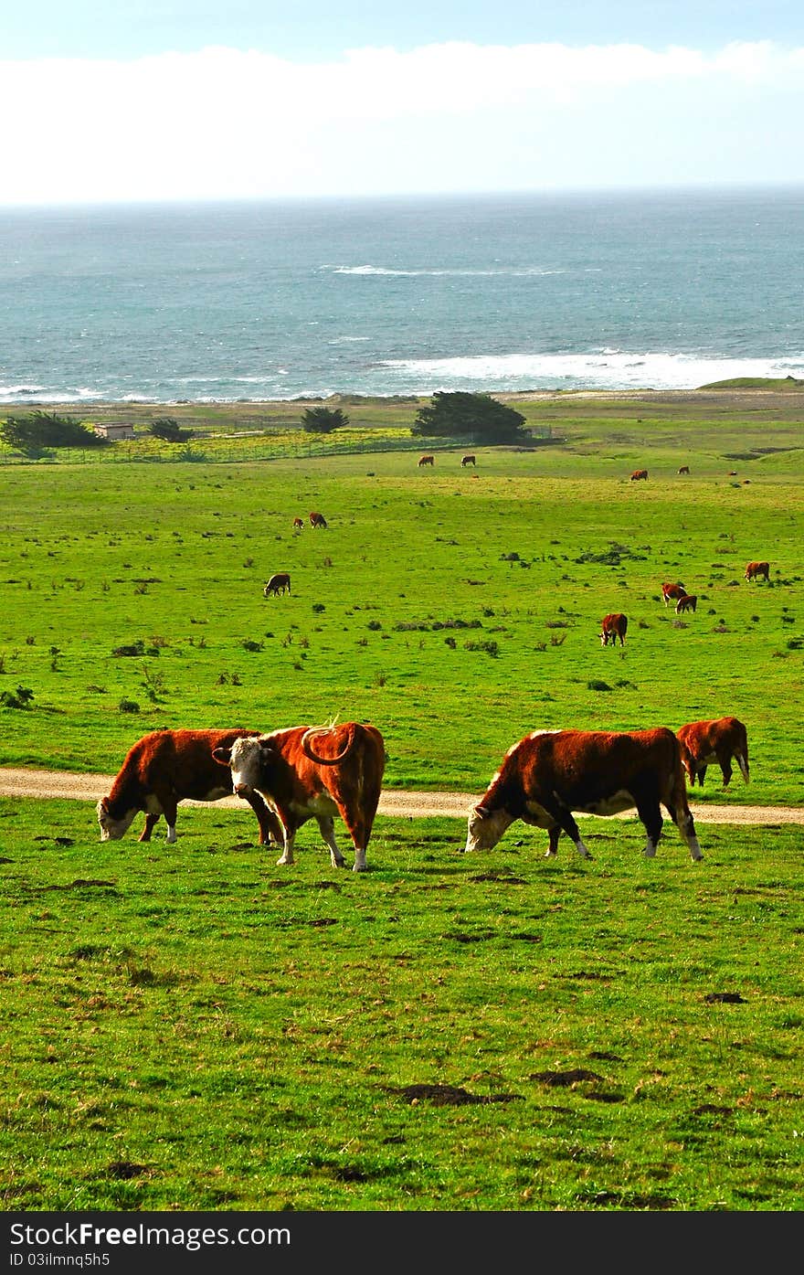 Several red and white cows graze in a lush green ocean-side field. Several red and white cows graze in a lush green ocean-side field.