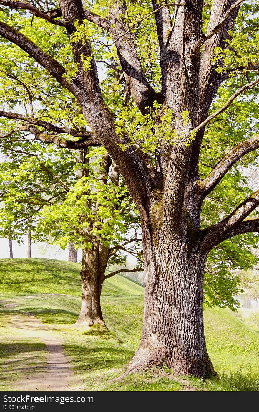 Alley with old trees on sides. Beautiful spring view.