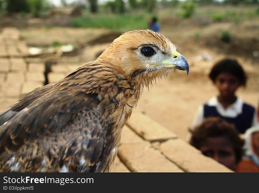 Young eagle, raw brick, and raw human child depicting life of nature. Young eagle, raw brick, and raw human child depicting life of nature