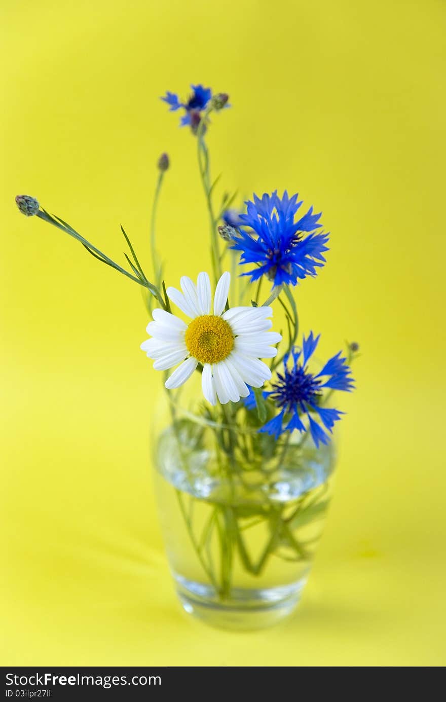 Wild flowers on a yellow background. Wild flowers on a yellow background