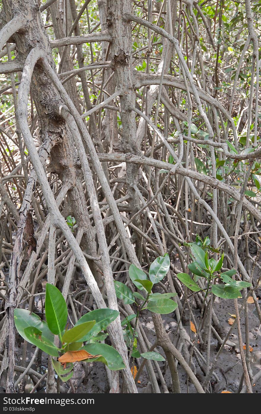 Mangrove forest .