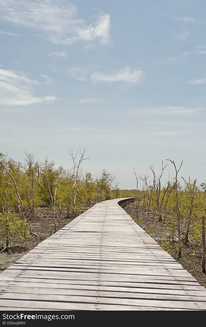 Footpath between mangrove forest .