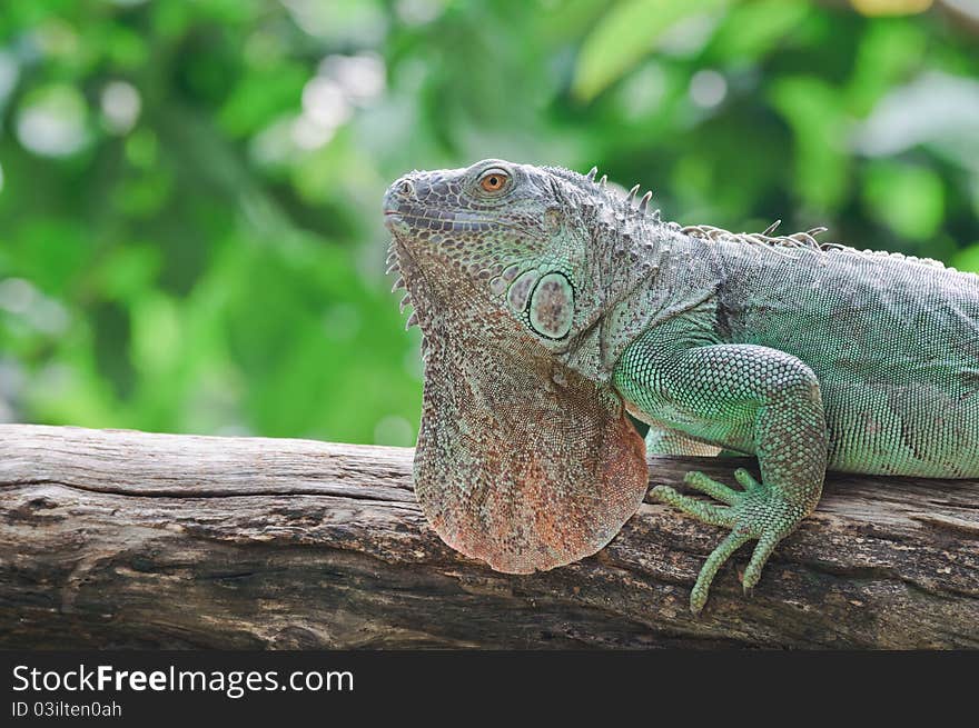 Iguana.