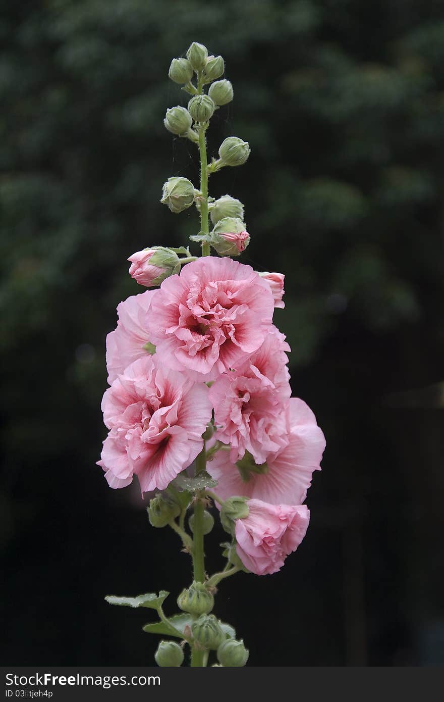 Bunch Of Buds And Flowers