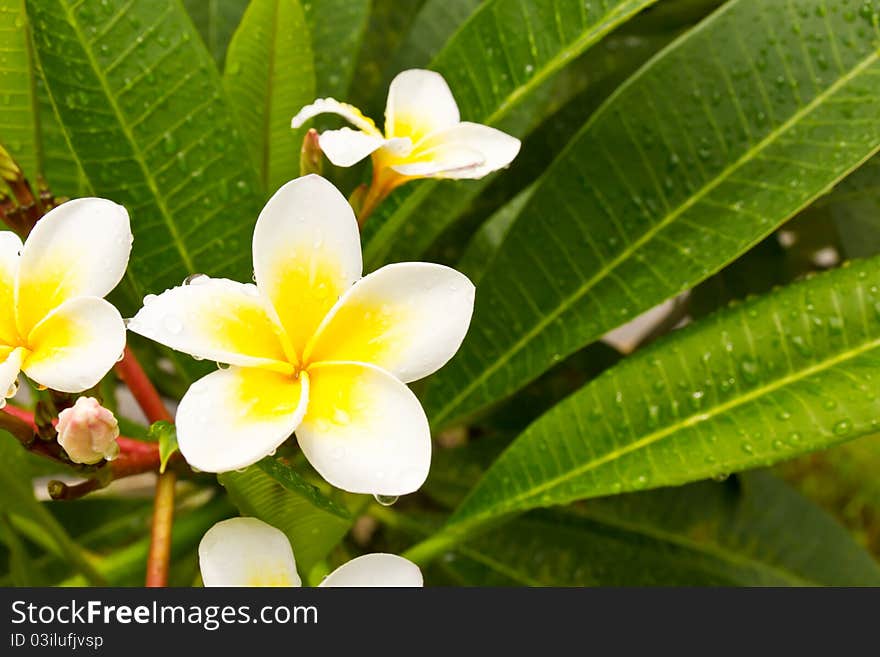 Lan Thom White Flowers