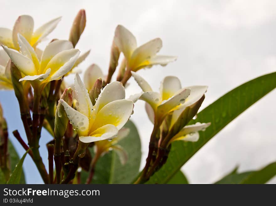 Lan Thom White Flowers1