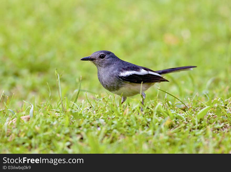 A female Oriental Magpie Robin. A female Oriental Magpie Robin