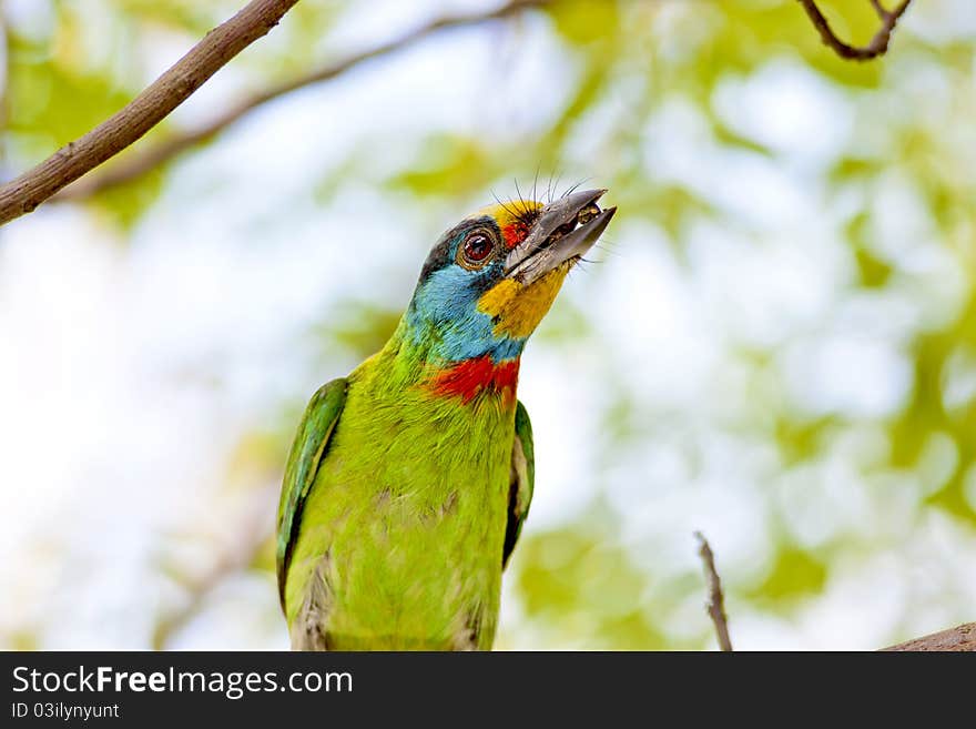 Black-browed Barbet a bird hatching at nest on a tree hole