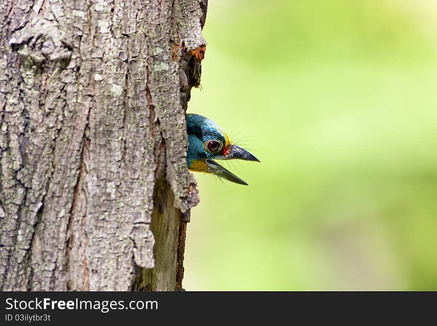 Black-browed Barbet a bird hatching at nest on a tree hole