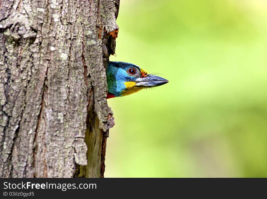 Black-browed Barbet a bird hatching at nest on a tree hole