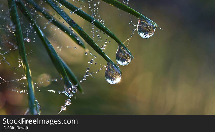 Pine needle with big dewdrops