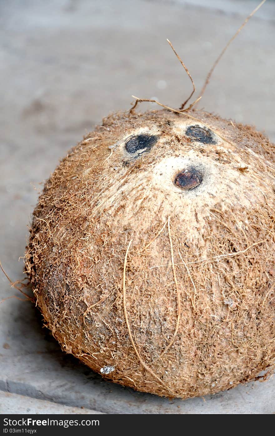 Photo of a Coconut fruit