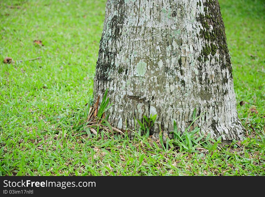 A base of a palm tree on green grass. A base of a palm tree on green grass