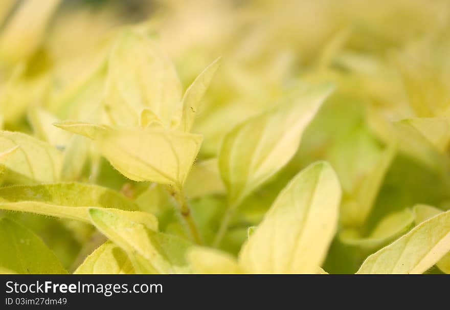 Golden Oregano