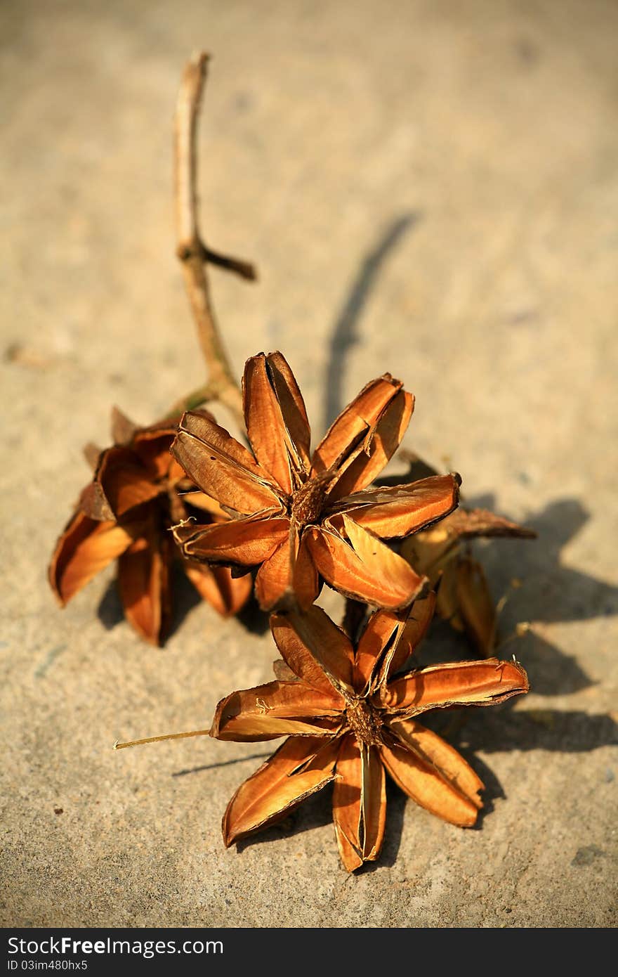 Dry Flower