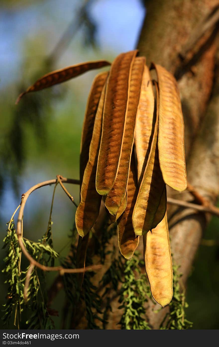 Closeup shot of red tamarind pods with beautiful background.