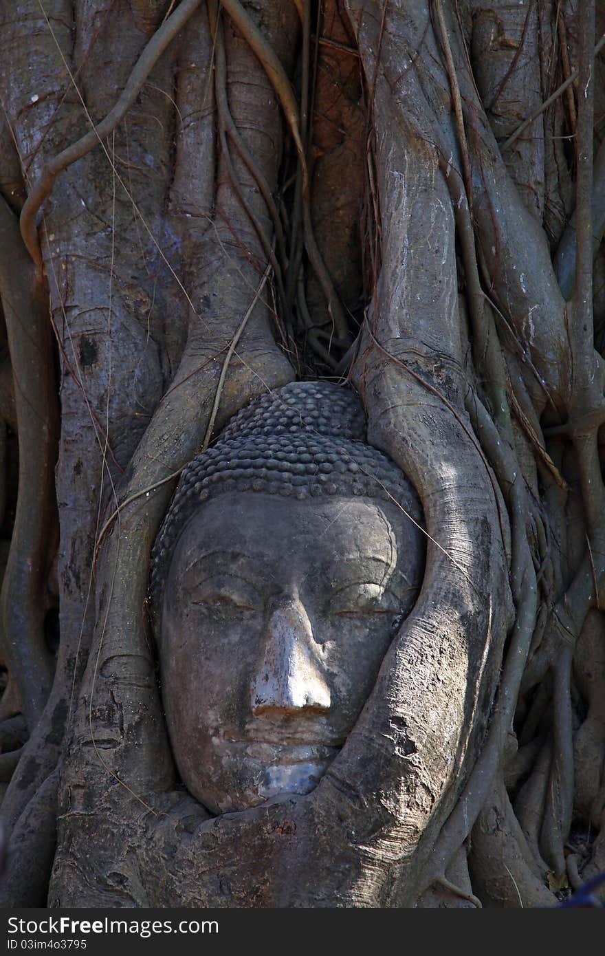 Ancient buddha head in tree root near bangkok Thailand