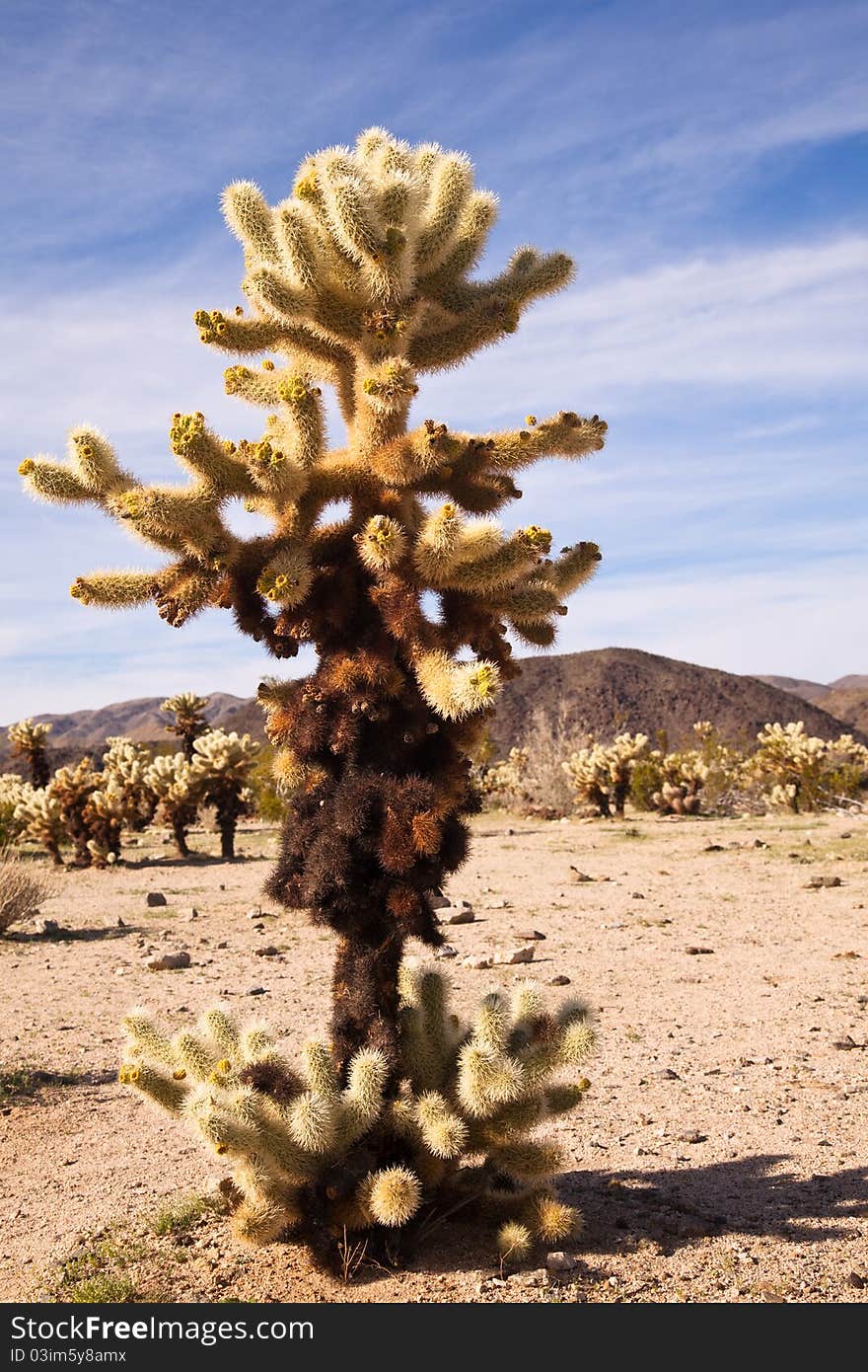 Large Teddy Bear Cholla Cactus