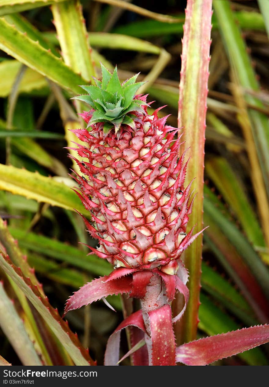 Pineapple plant