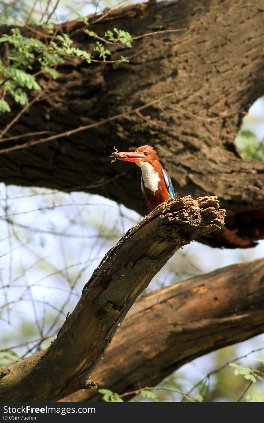 Kingfisher holding grasshopper in hot summer day. Kingfisher holding grasshopper in hot summer day.