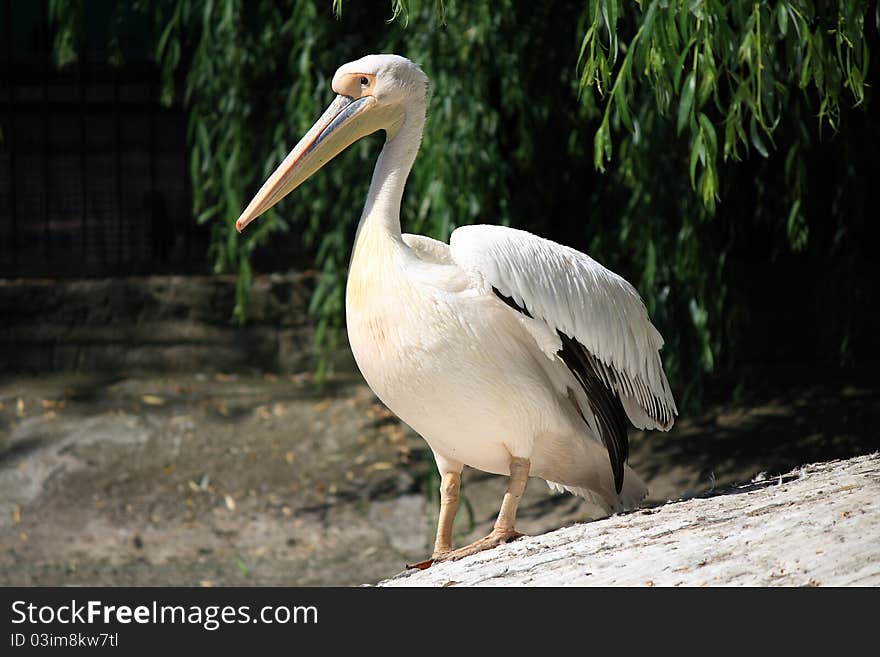 This photograph depicts a white pelican who lives in a zoo in Ukraine.