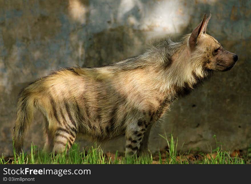 Wild hyena looking great in wild. Wild hyena looking great in wild.