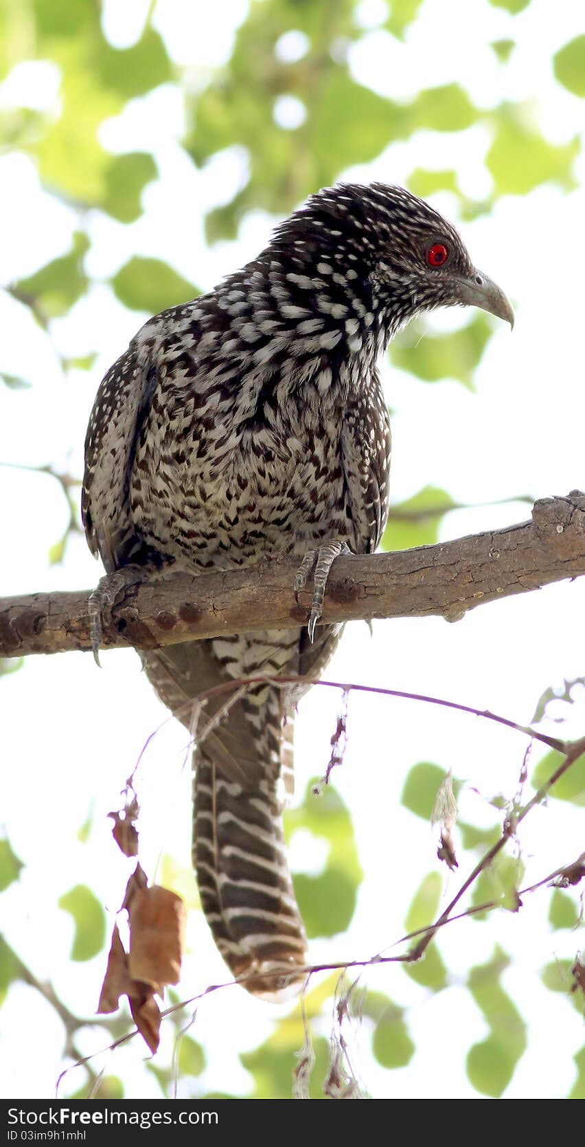 The Asian Koel (Eudynamys scolopaceus) is a member of the cuckoo order of birds, the Cuculiformes. It is found in South Asia, China, and Southeast Asia. It often includes the Black-billed and Pacific Koels as subspecies. The Asian Koel is a brood parasite that lays its eggs in the nests of crows, with the young being raised by crows. They are unusual among the cuckoos in being largely frugivorous as adults.