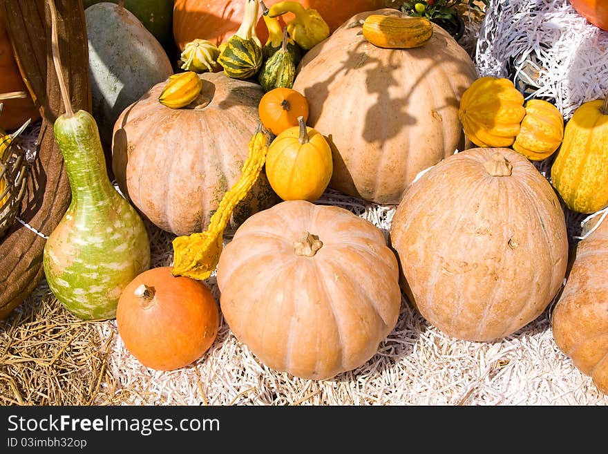 Colorful pumpkins collection on the autumn market