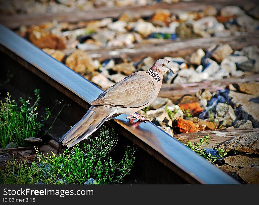 Bird rest on train track