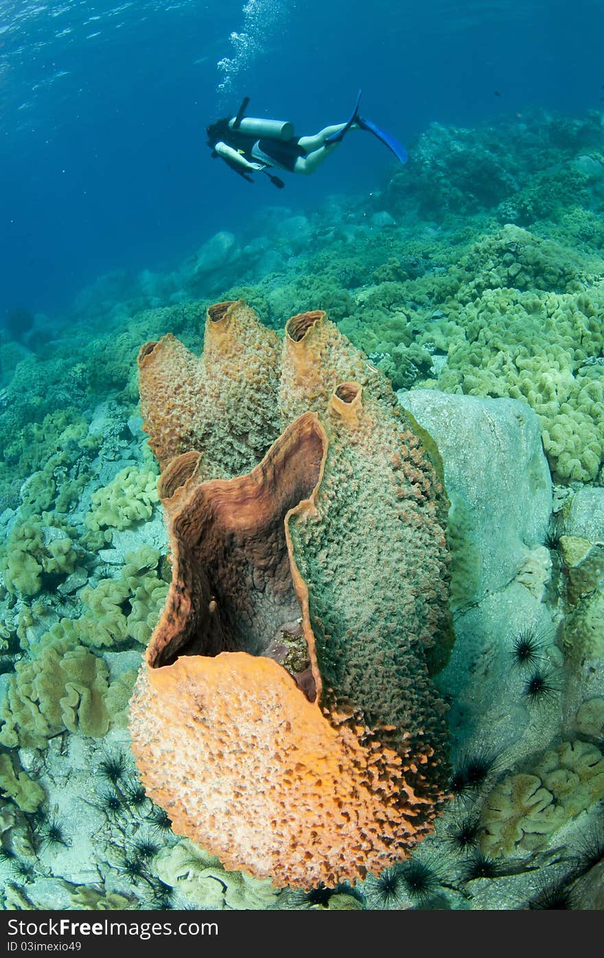 Scuba Diver swims on coral reef