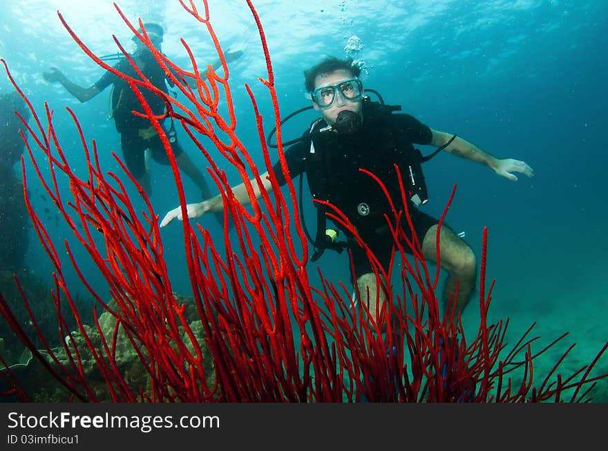 Divers swim on underwater coral reef. Divers swim on underwater coral reef