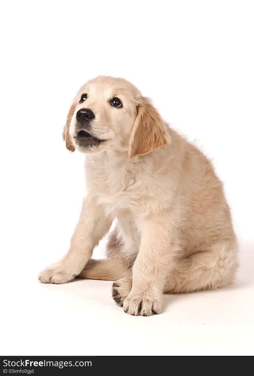 Golden Retriever puppy