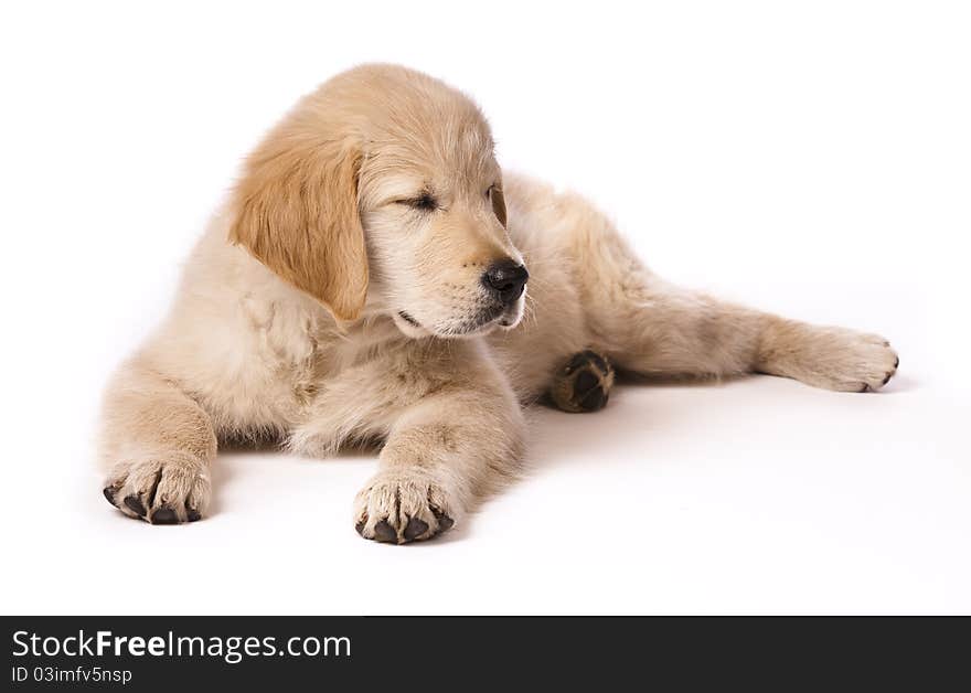 Golden Retriever puppy