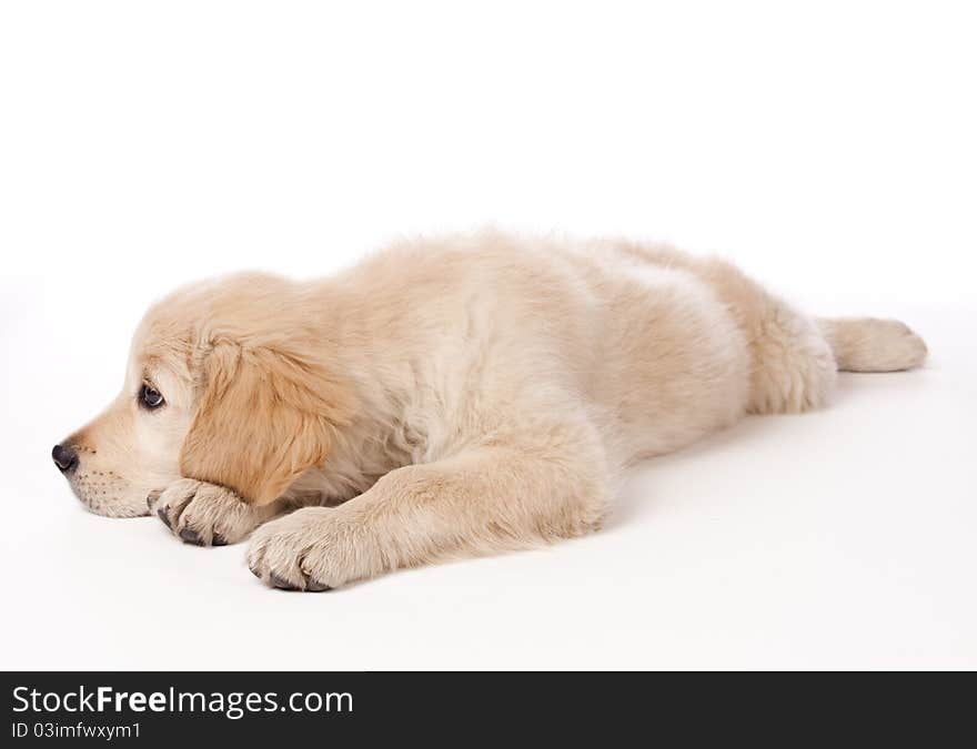 Golden Retriever puppy