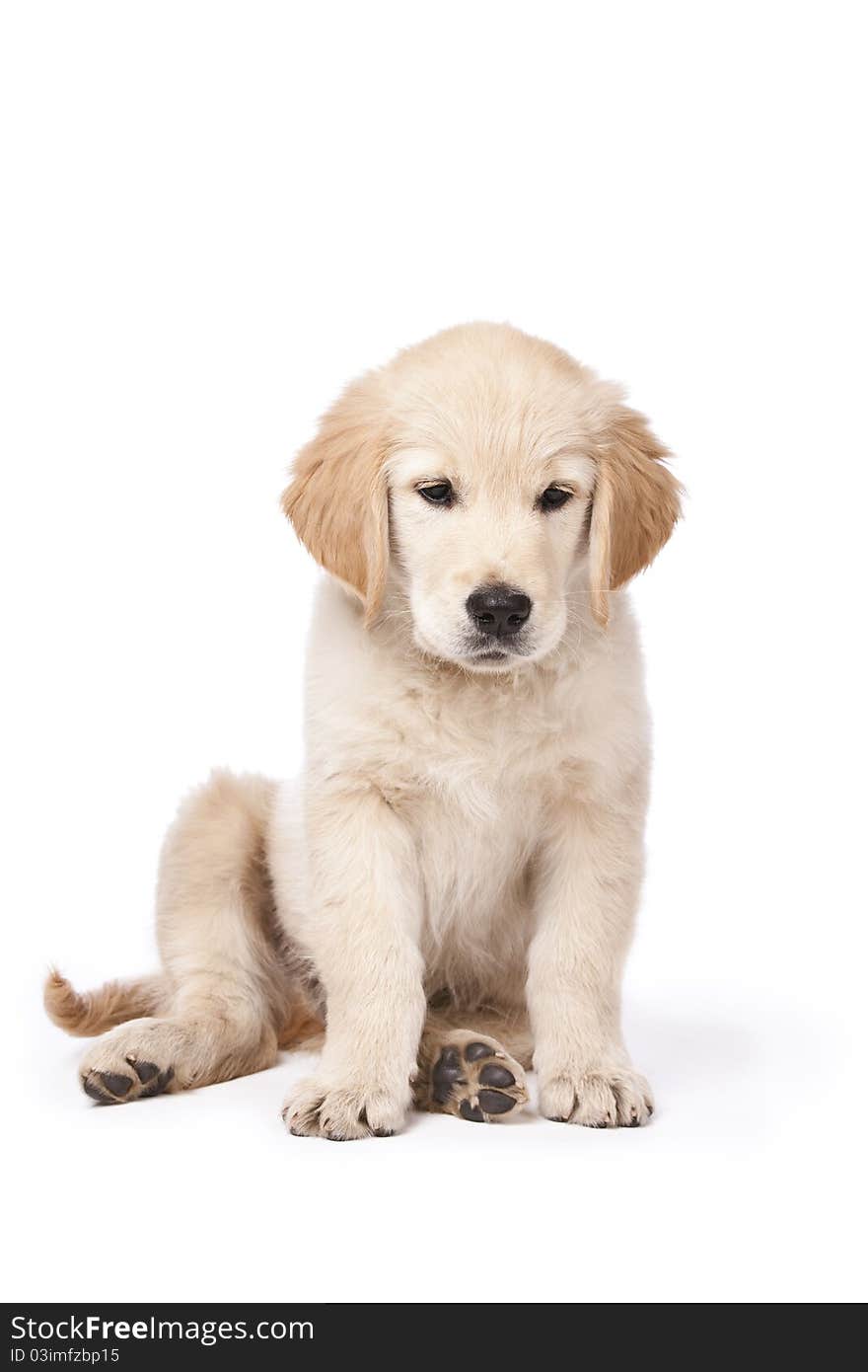 Golden Retriever puppy