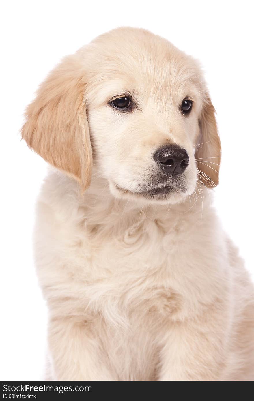 Golden Retriever puppy