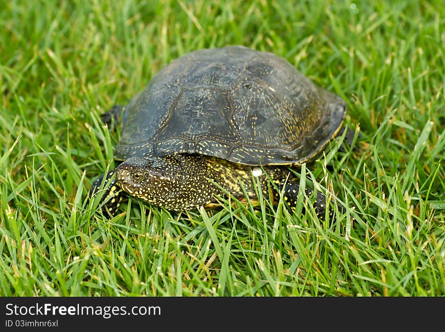 Turtle slowly crawling on the grass