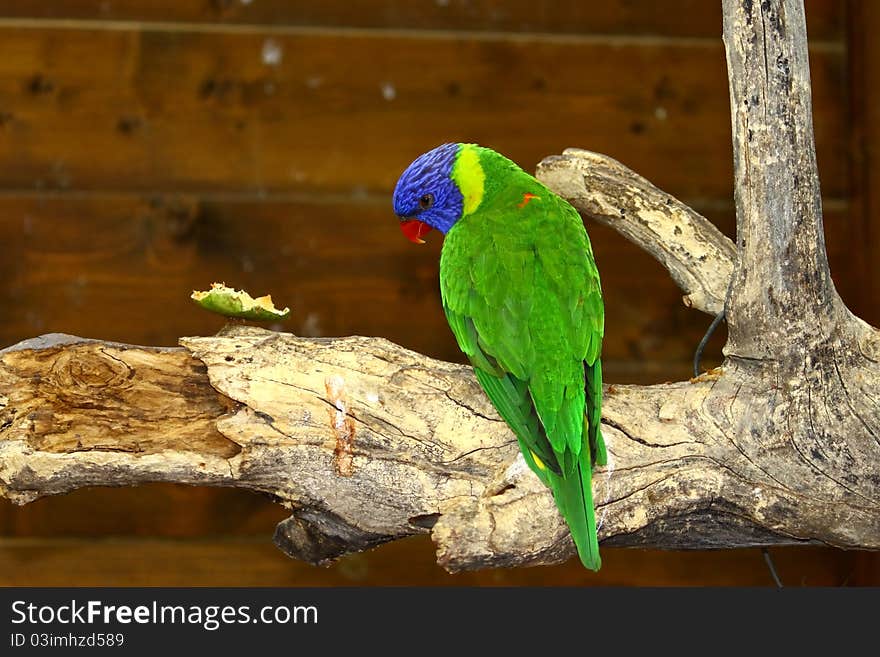 An Australian lory parrot in captivity. An Australian lory parrot in captivity.